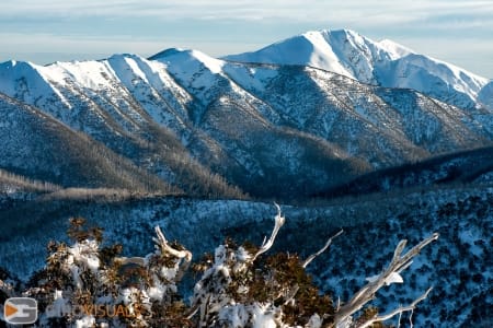 White Feathertop