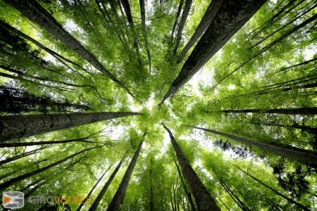 Fussen Foilage