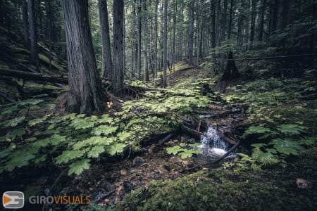 Inland Rainforest